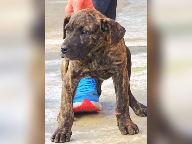 CHIARA, kleines Hundekind in Lebensgefahr CHIARA, kleines Hundekind in Lebensgefahr