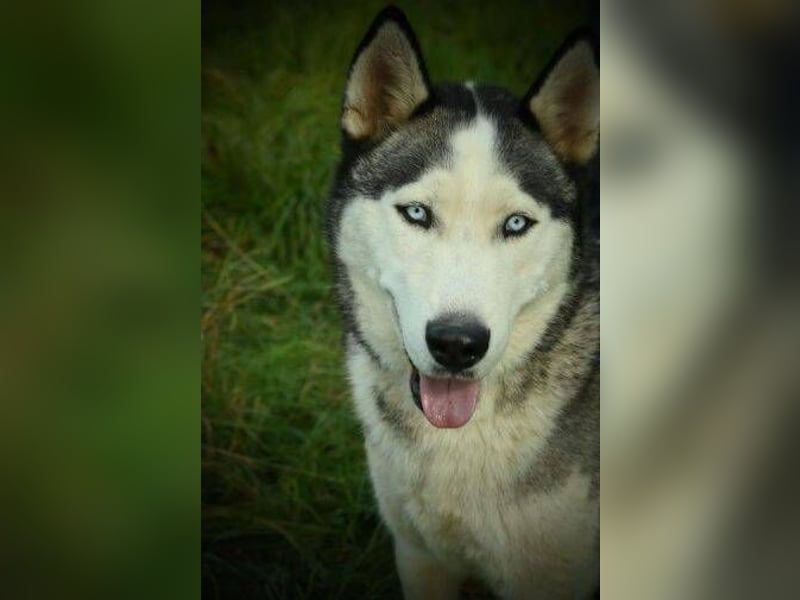 MADDOX sucht streichelnde Hände