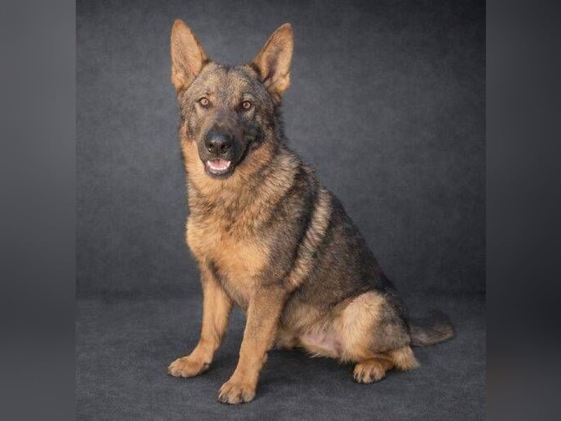 OSCAR wurde herzlos ausgesetzt