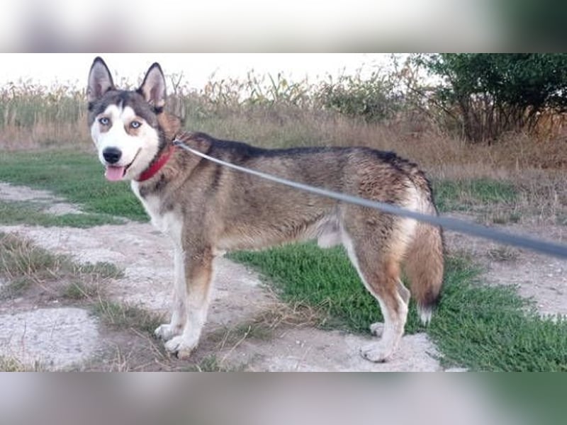 JACKIE braucht dringend ein Zuhause