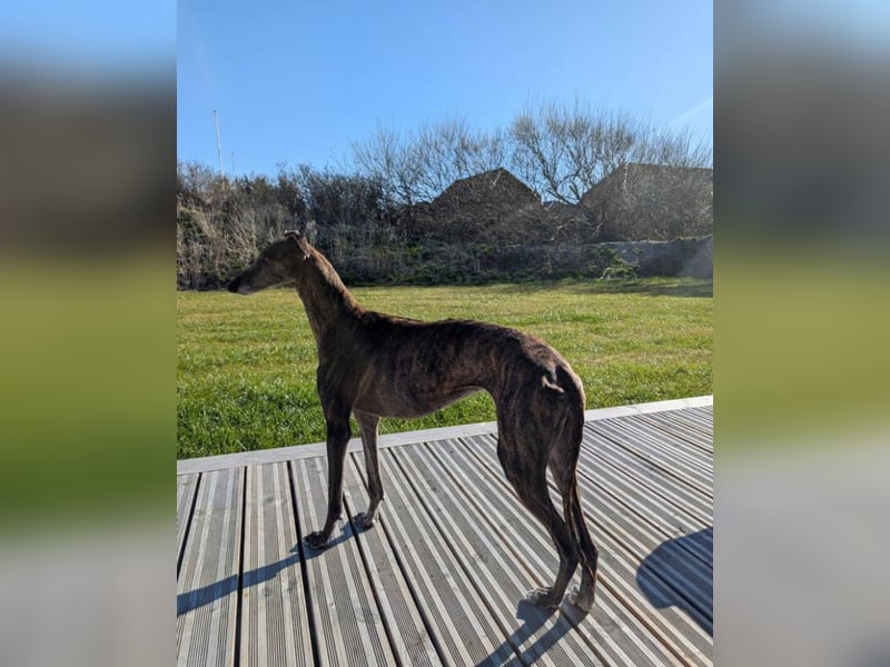 MINA , Galgo sucht ein Zuhause