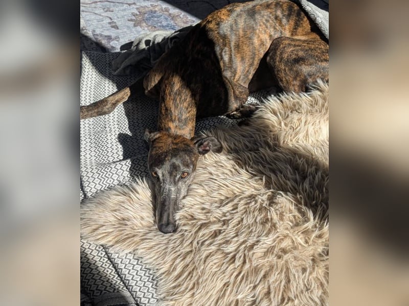 MINA , Galgo sucht ein Zuhause