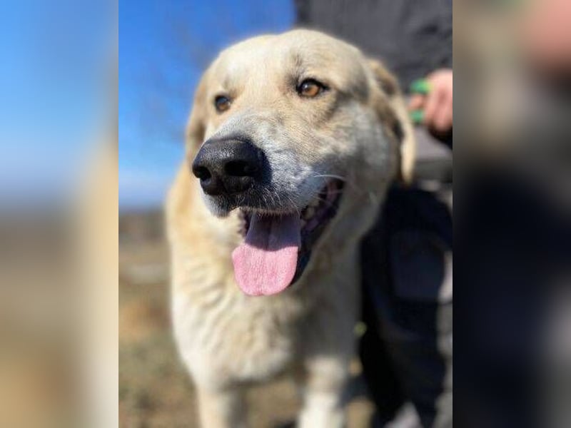 APOLLO ist eine imposante Erscheinung