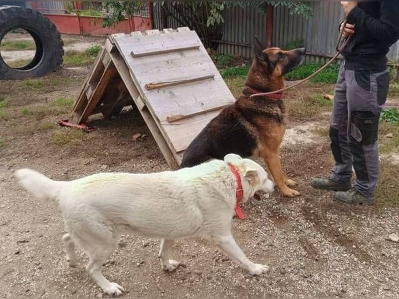 PICHO hat sein Zuhause verloren 