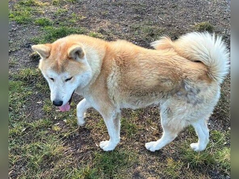 BUBO ist ein Strahlemann