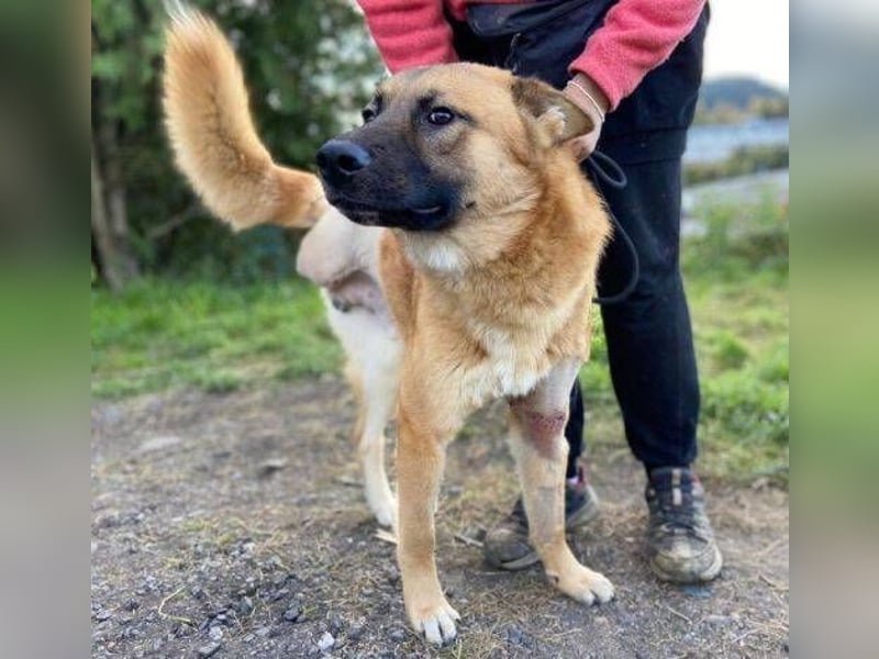 OREIAS musst schon viel aushalten