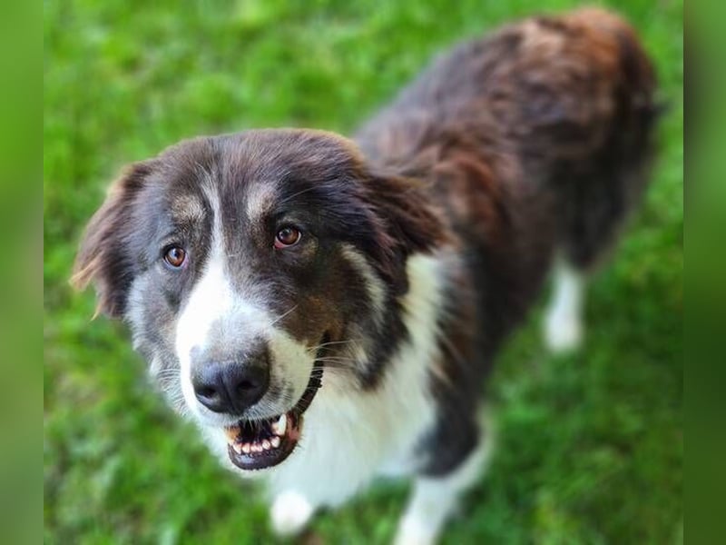 KODA sehnt sich nach einem Zuhause