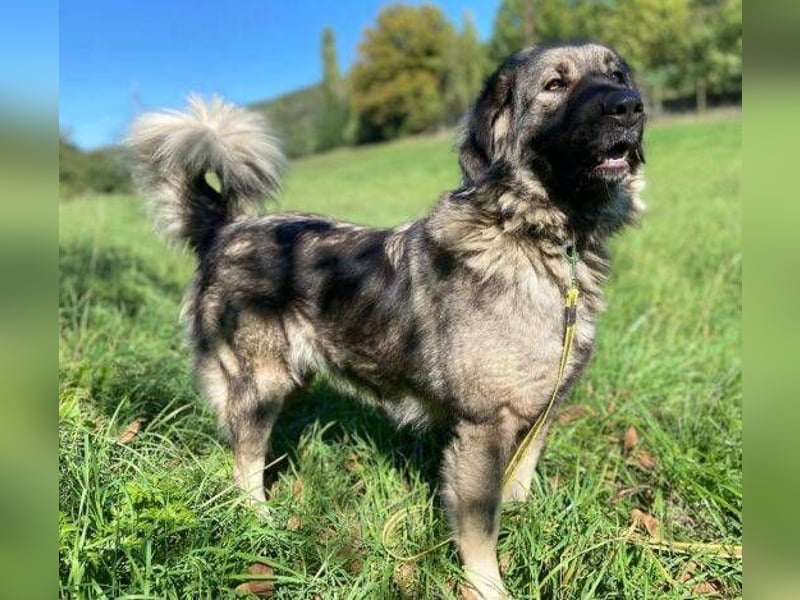 ASTA liebt Menschen sehr