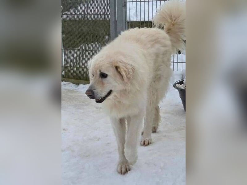 LEON 2 ein sanfter Riese