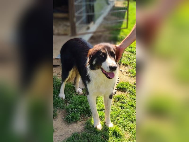 KODA sehnt sich nach einem Zuhause