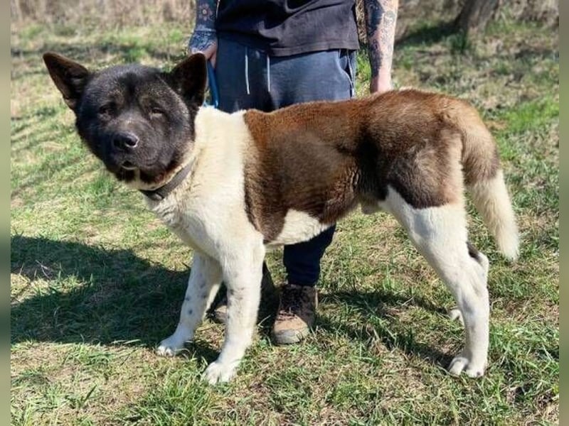 HUGO 2 sein größtes Glück wäre eine Familie