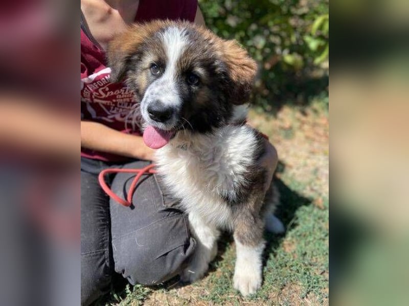 MAGGIE ist eine zauberhaftes Hundemädchen