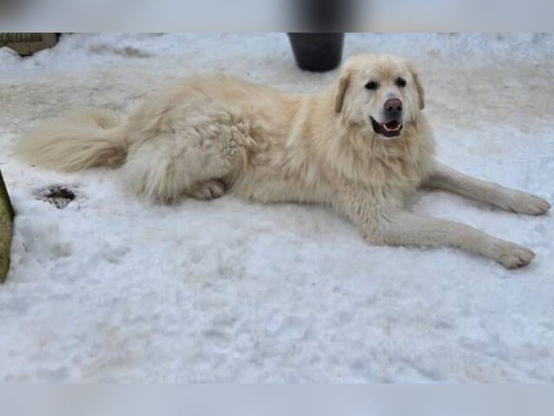 LEON 2 ein sanfter Riese