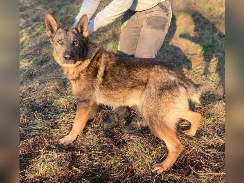 OSCAR wurde herzlos ausgesetzt