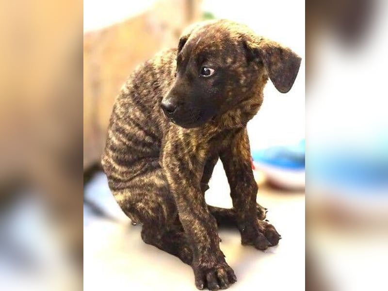 CARLOS,  sein junges Leben schon in Gefahr CARLOS,  sein junges Leben schon in Gefahr