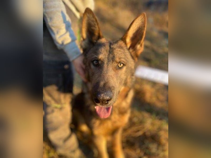 OSCAR wurde herzlos ausgesetzt