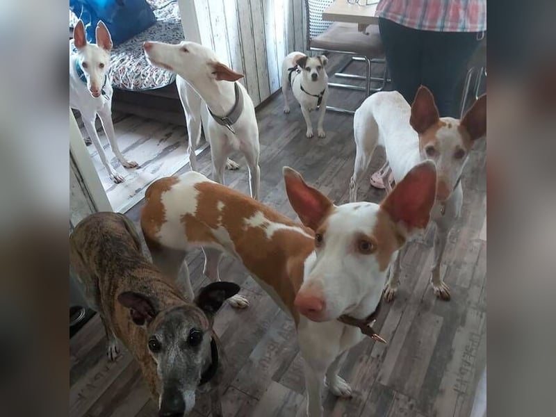 MILKY , weiße Schönheit