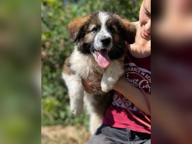 MAGGIE ist eine zauberhaftes Hundemädchen