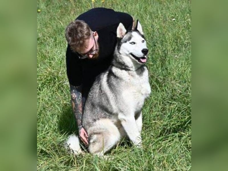 MADDOX sucht streichelnde Hände