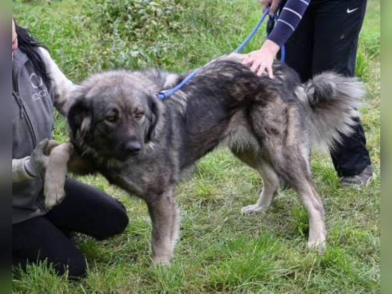 ASTA liebt Menschen sehr