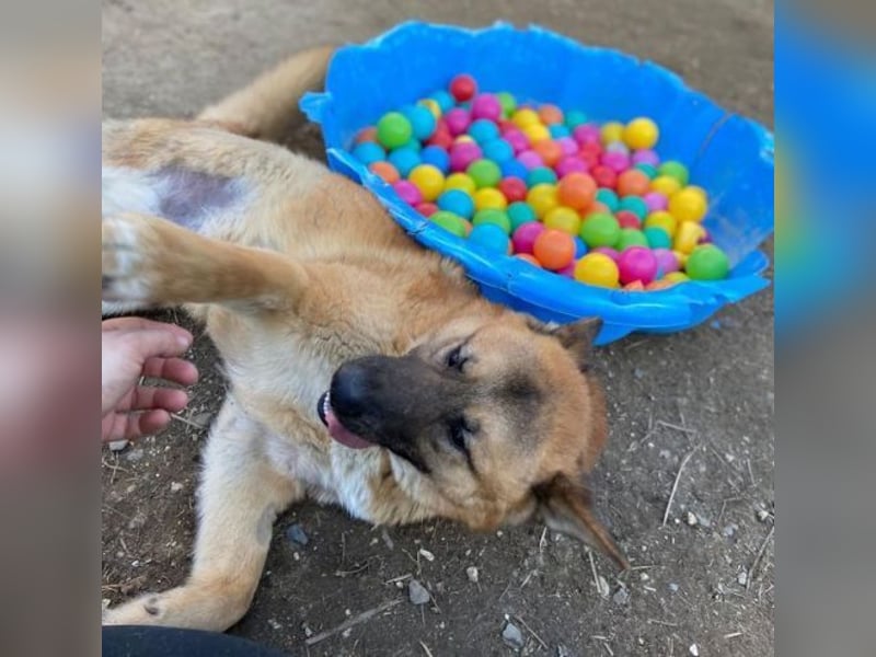 OREIAS musst schon viel aushalten