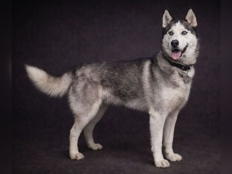 MADDOX sucht streichelnde Hände