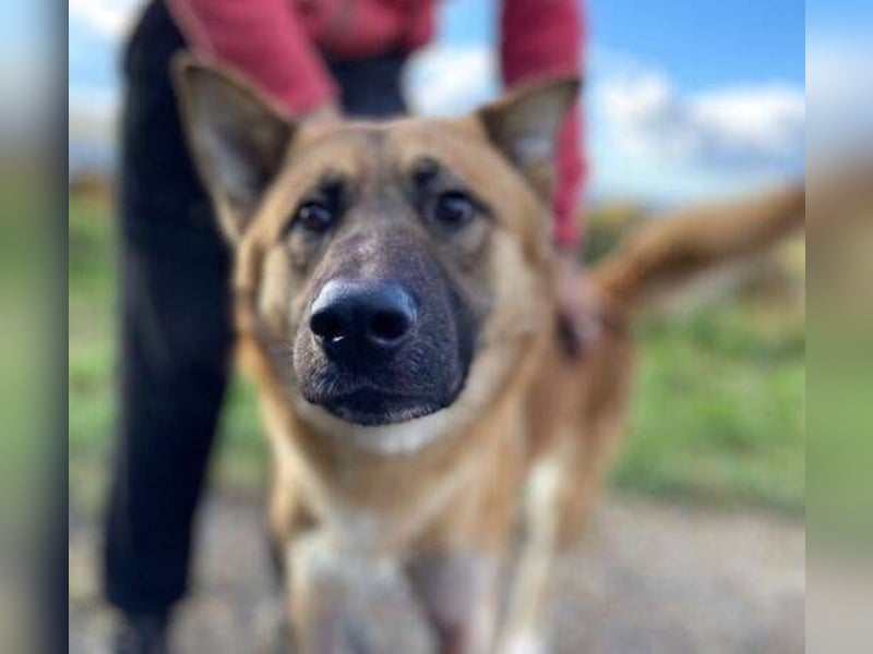 OREIAS musst schon viel aushalten