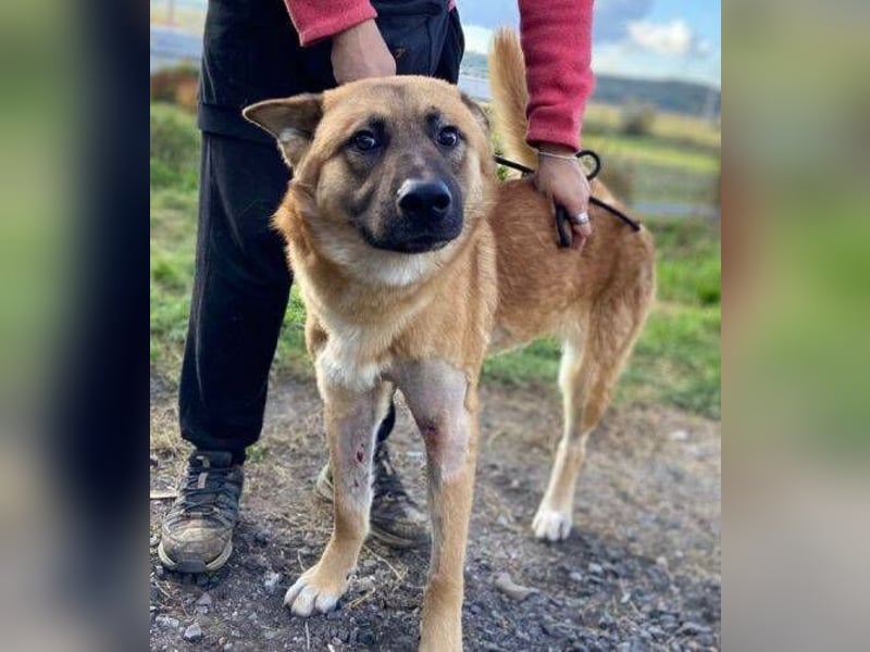 OREIAS musst schon viel aushalten