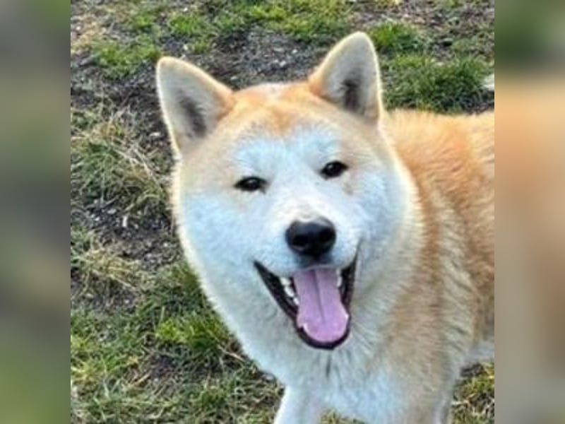 BUBO ist ein Strahlemann