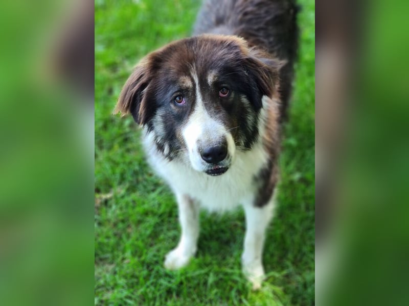 KODA sehnt sich nach einem Zuhause