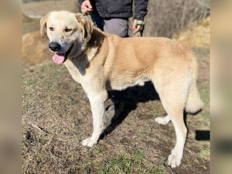 APOLLO ist eine imposante Erscheinung