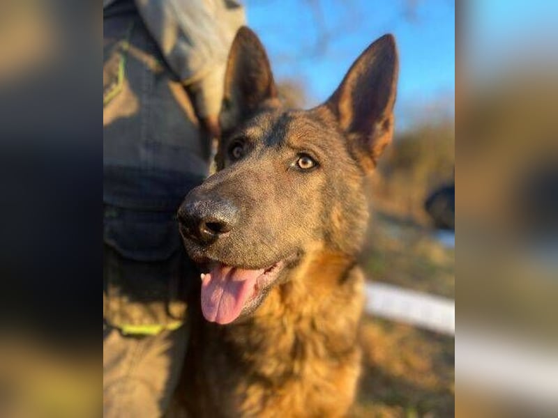 OSCAR wurde herzlos ausgesetzt