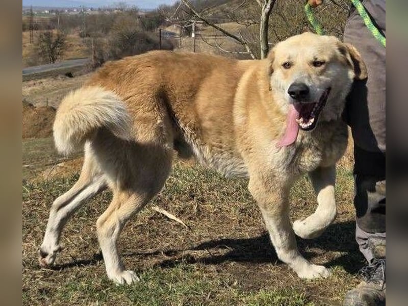 APOLLO ist eine imposante Erscheinung