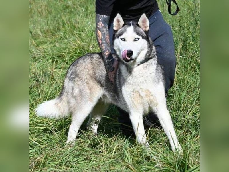 MADDOX sucht streichelnde Hände