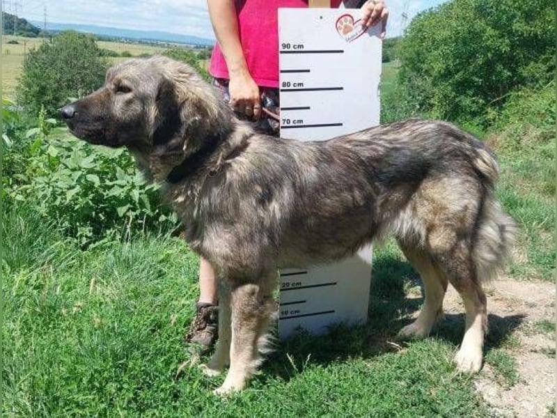 ASTA liebt Menschen sehr