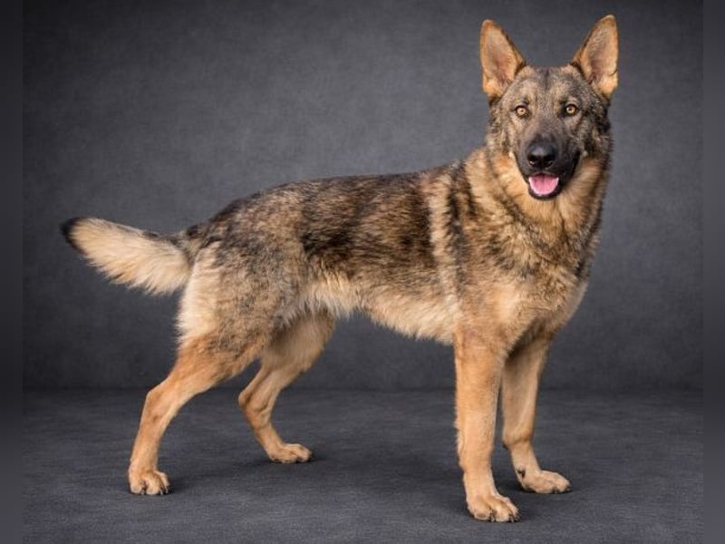 OSCAR wurde herzlos ausgesetzt