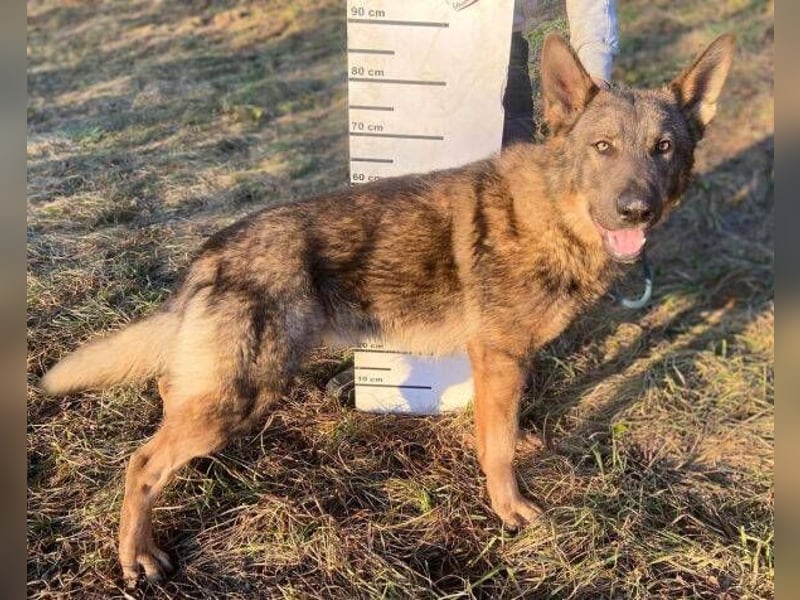 OSCAR wurde herzlos ausgesetzt