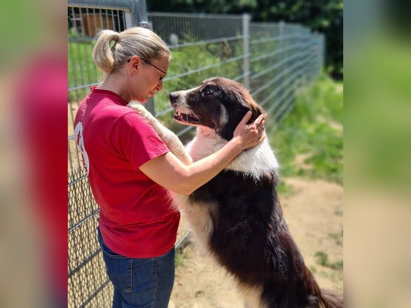 KODA sehnt sich nach einem Zuhause