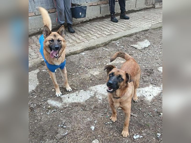 OREIAS musst schon viel aushalten