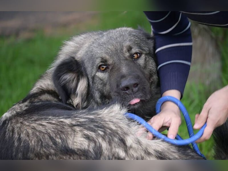 ASTA liebt Menschen sehr
