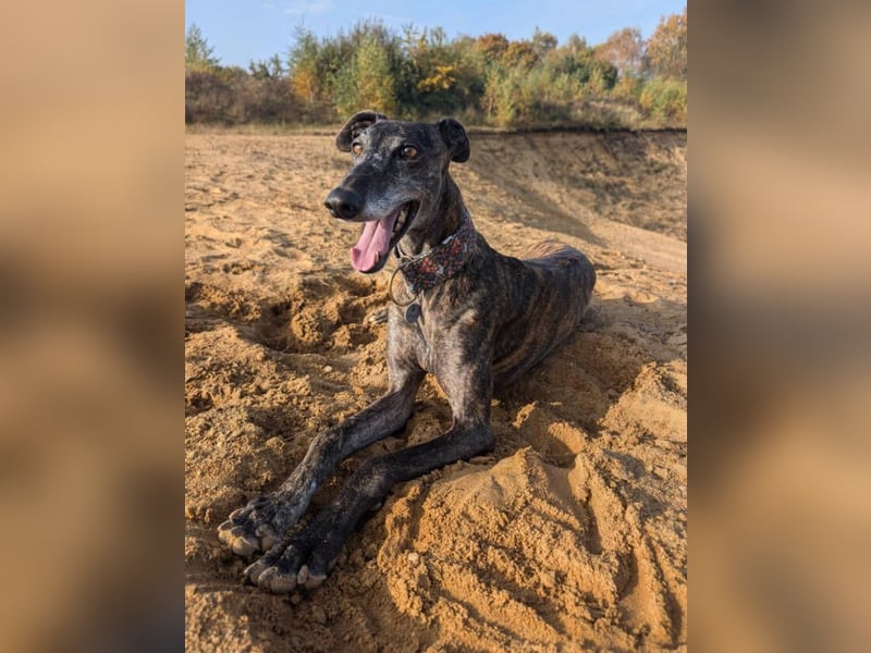 MINA , Galgo sucht ein Zuhause