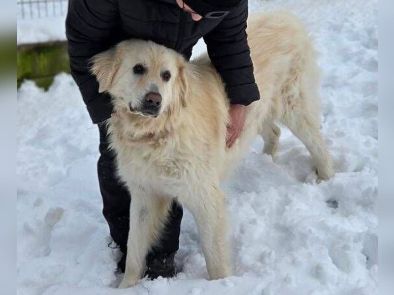 LEON 2 ein sanfter Riese