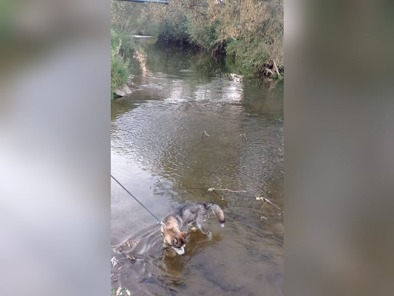 JACKIE braucht dringend ein Zuhause