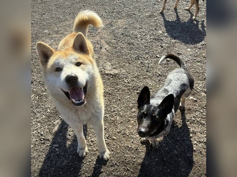 BUBO ist ein Strahlemann