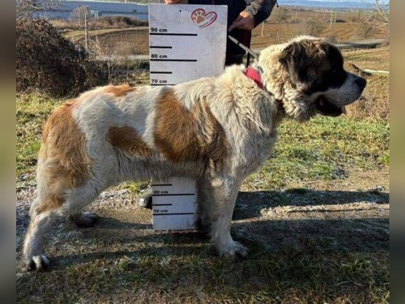 BETTY 2 - Wer zeigt ihr wie schön das Leben sein kann