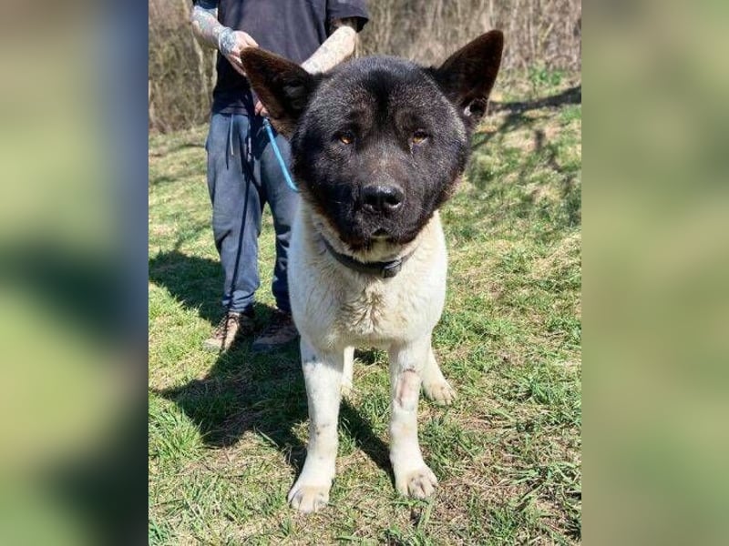 HUGO 2 sein größtes Glück wäre eine Familie