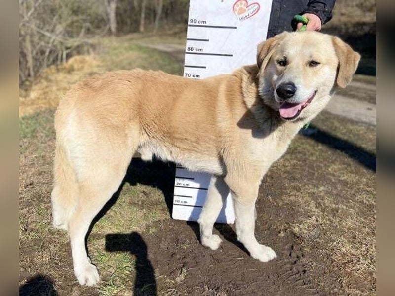 APOLLO ist eine imposante Erscheinung