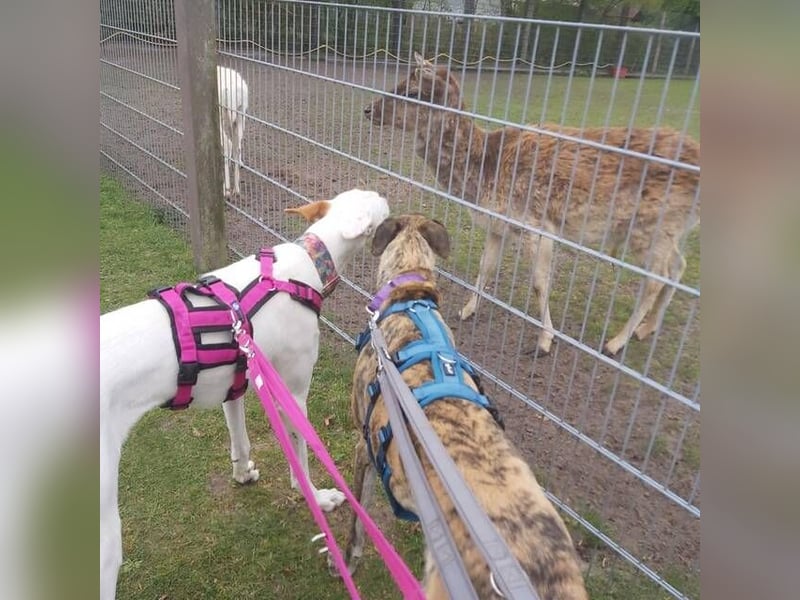 MILKY , weiße Schönheit