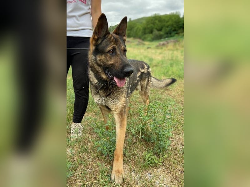 DIESEL ist ein bildschöne Kerl