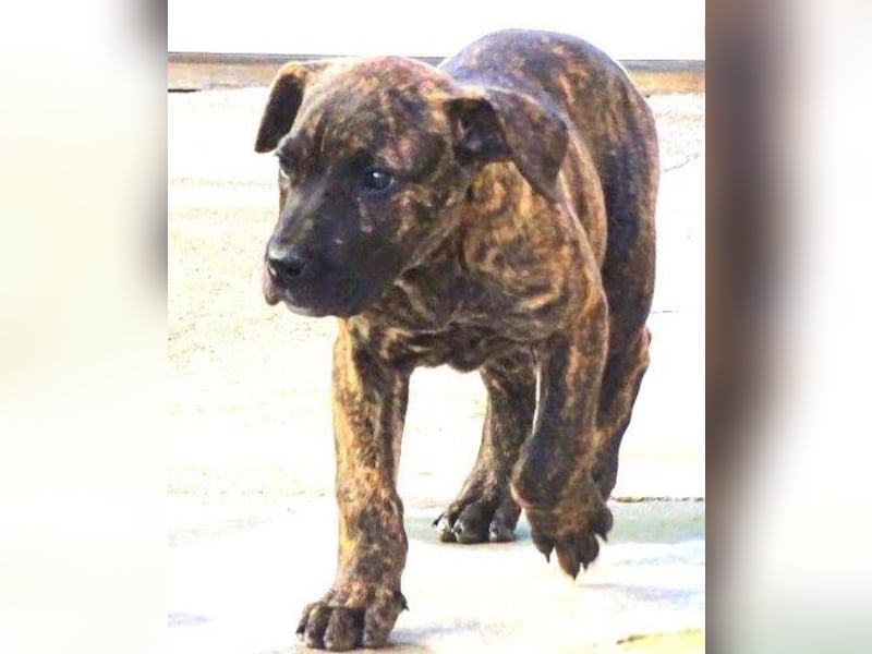 CHIARA, kleines Hundekind in Lebensgefahr CHIARA, kleines Hundekind in Lebensgefahr